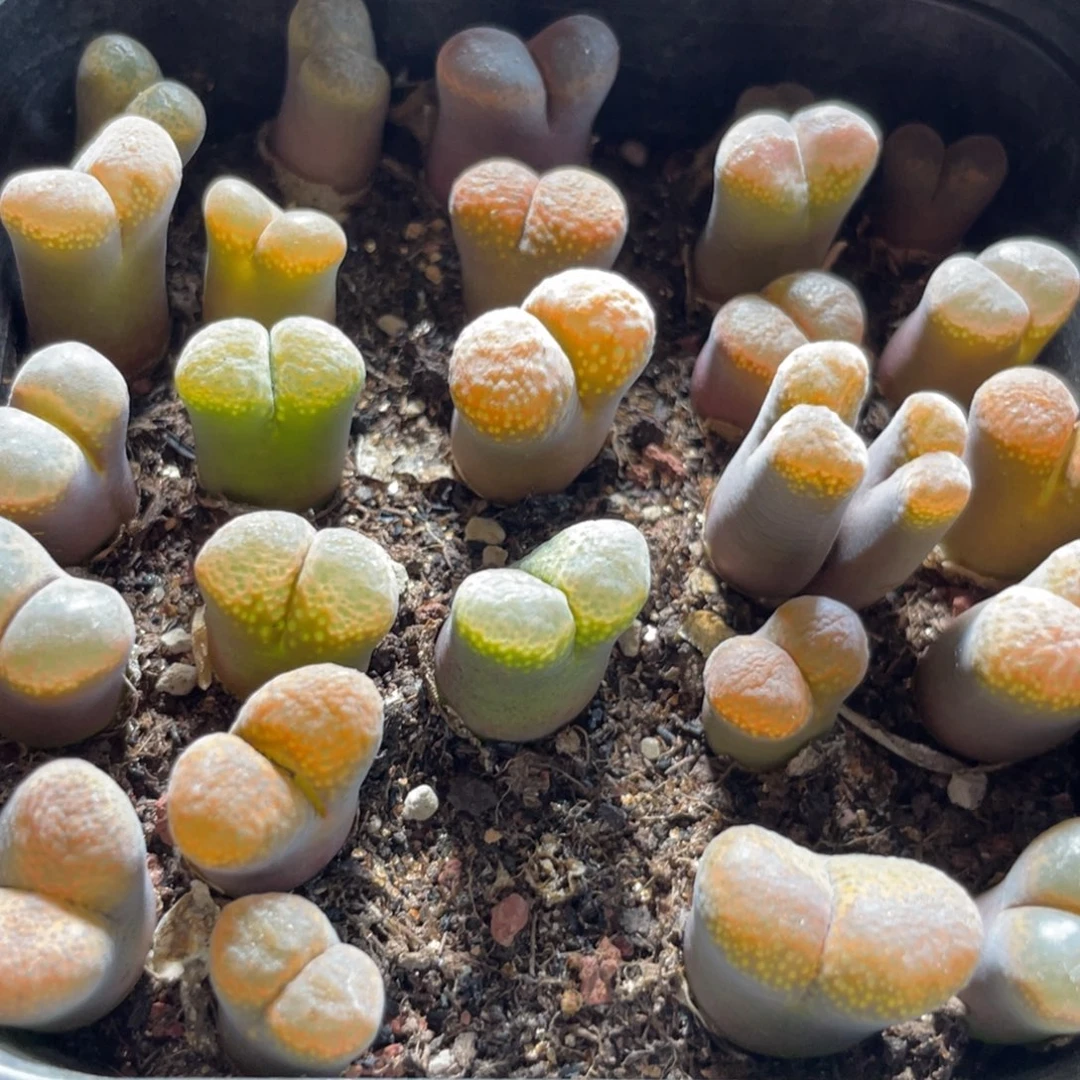 今晚大盆特价更新～31