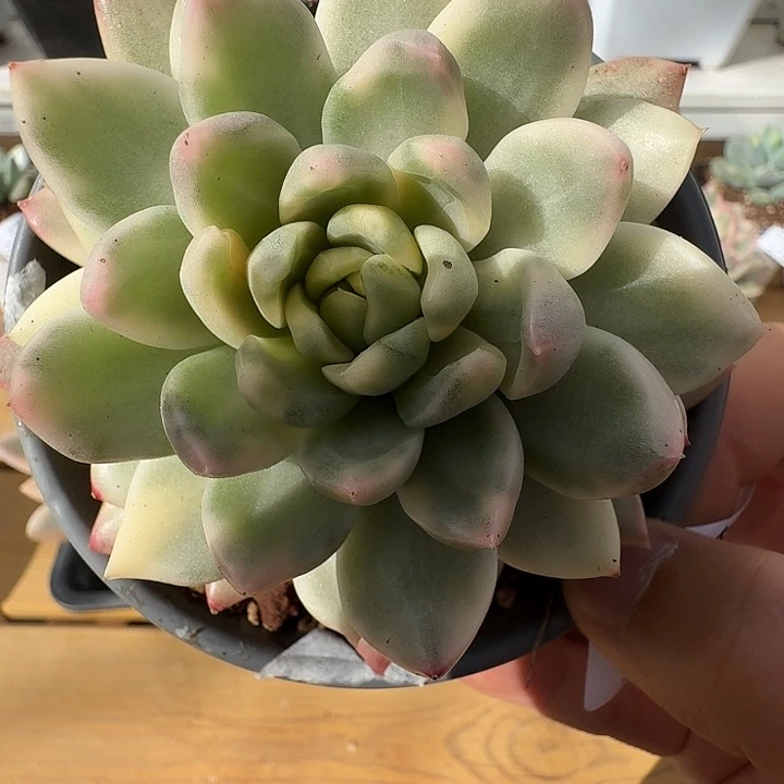 冰心公主锦11114-116