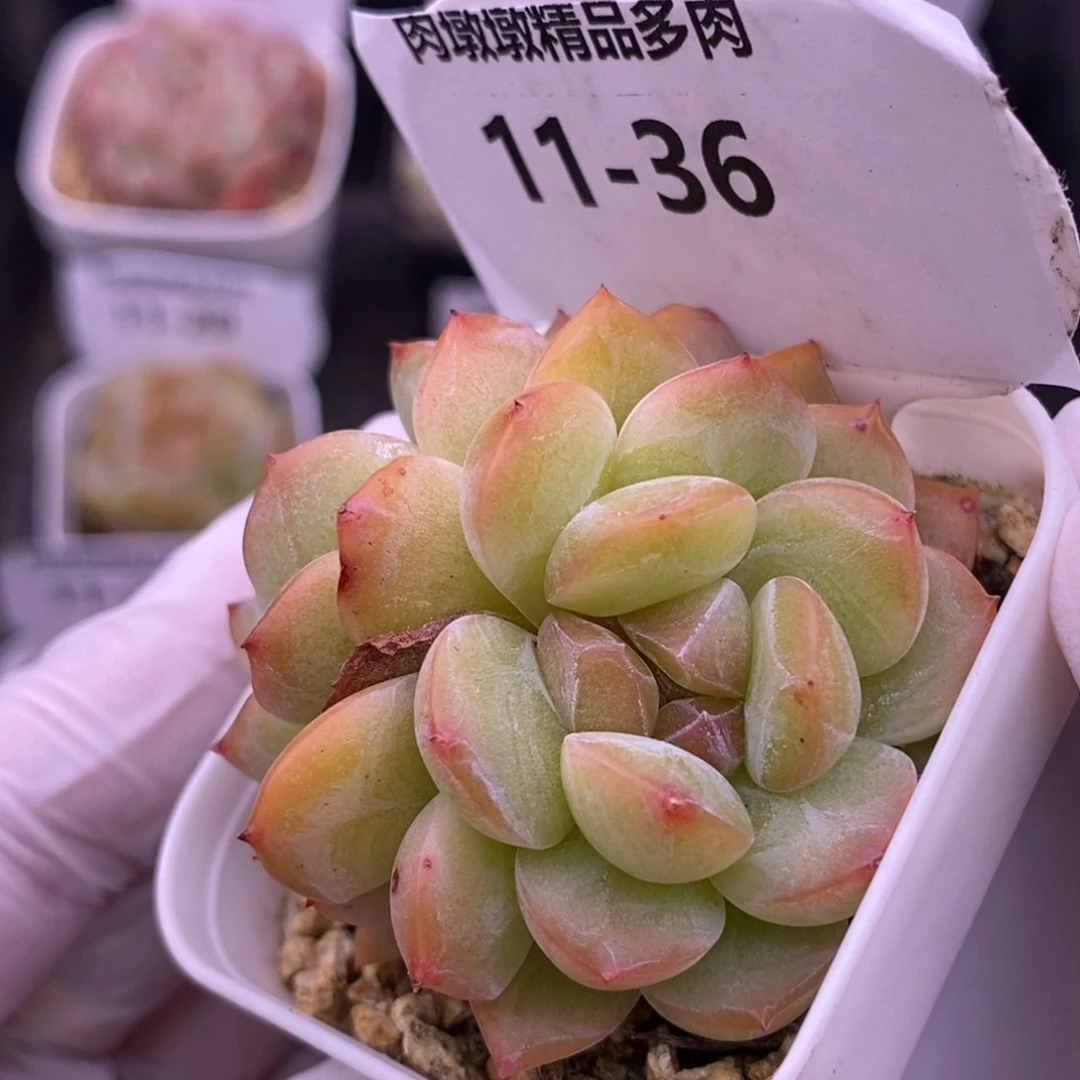 【闪购商品】11-36干冰