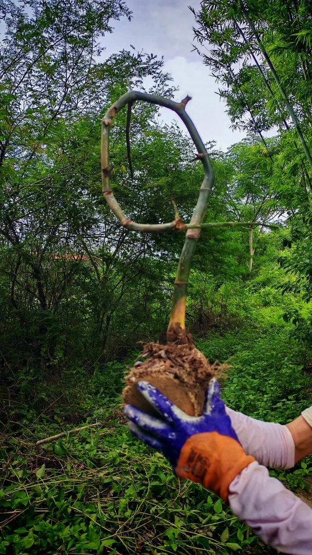 小叶簕竹生桩盆景