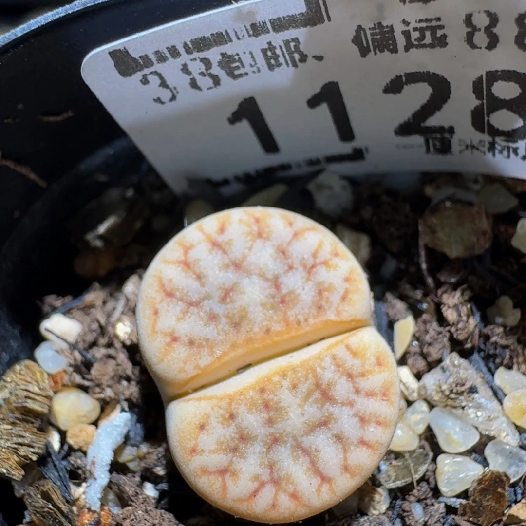 zzzzz生石花肉锥1128