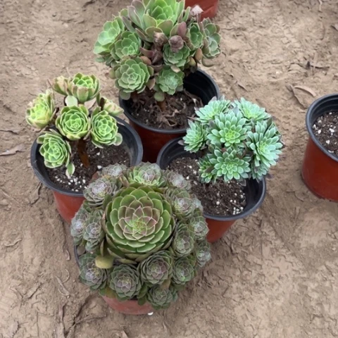 410多肉植物组合，