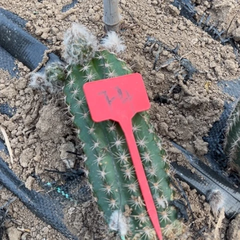 清清3-546毛花柱f4号