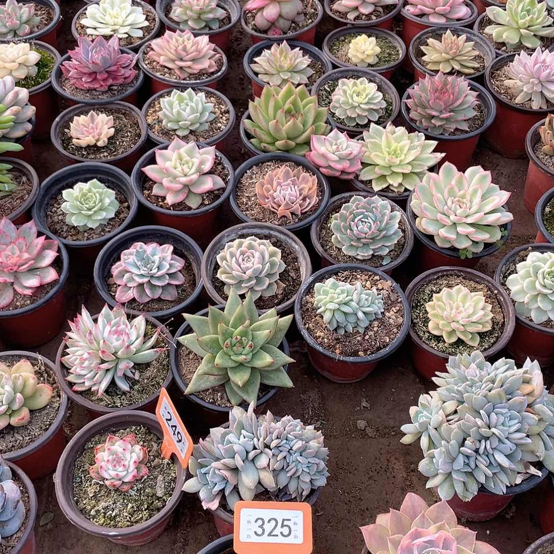 糖***糖325两个一组多肉植物
