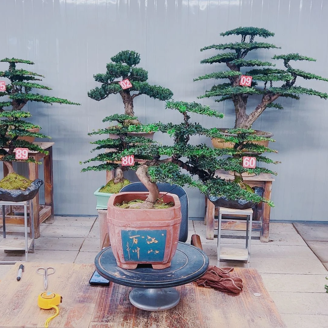 无花朵红芽珍珠罗汉松