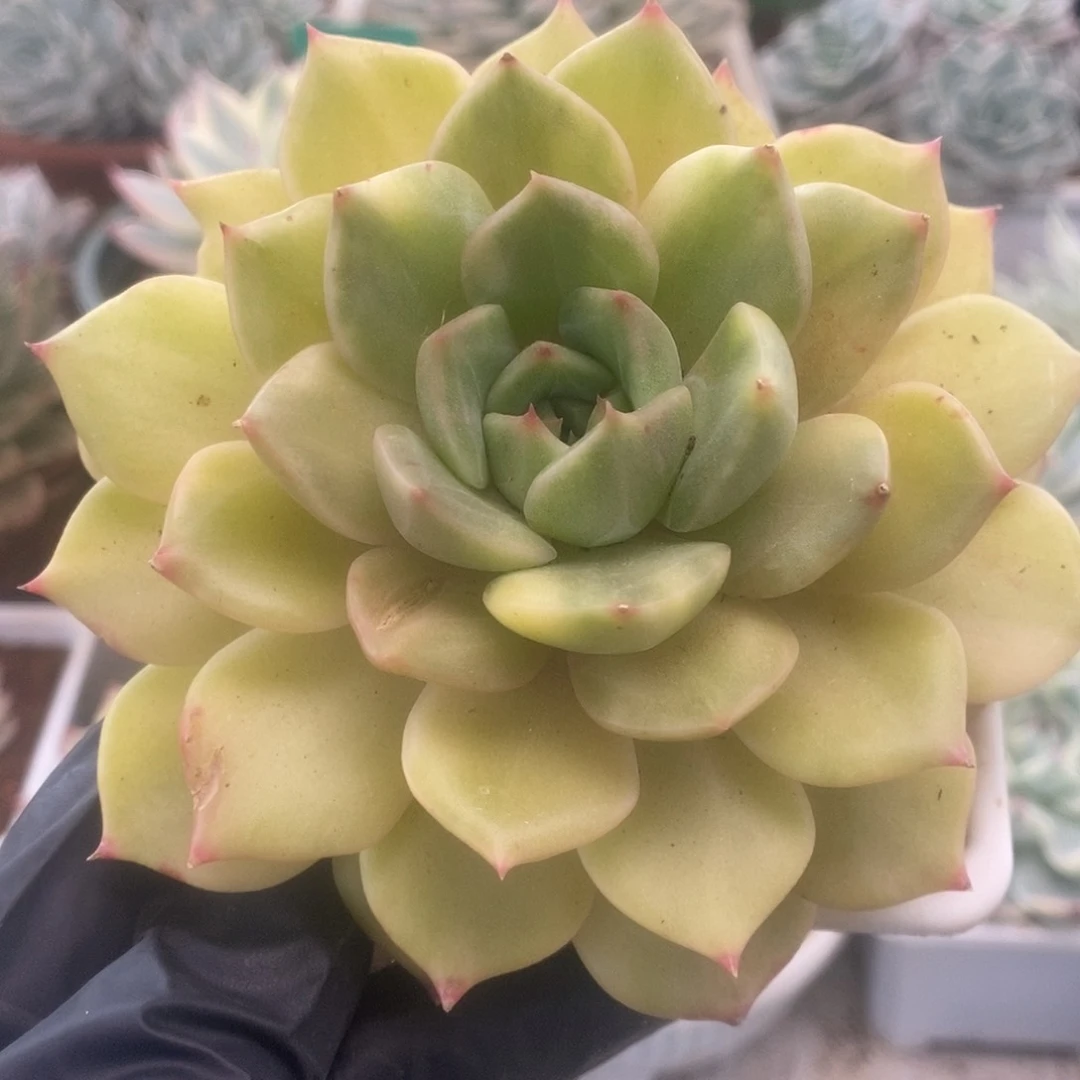 134孤品锦锦锦锦锦