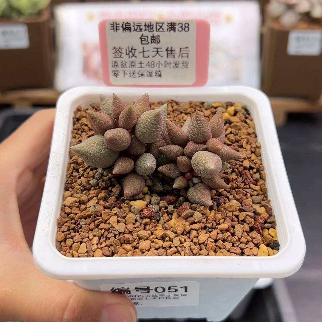 051小辣椒多肉植物