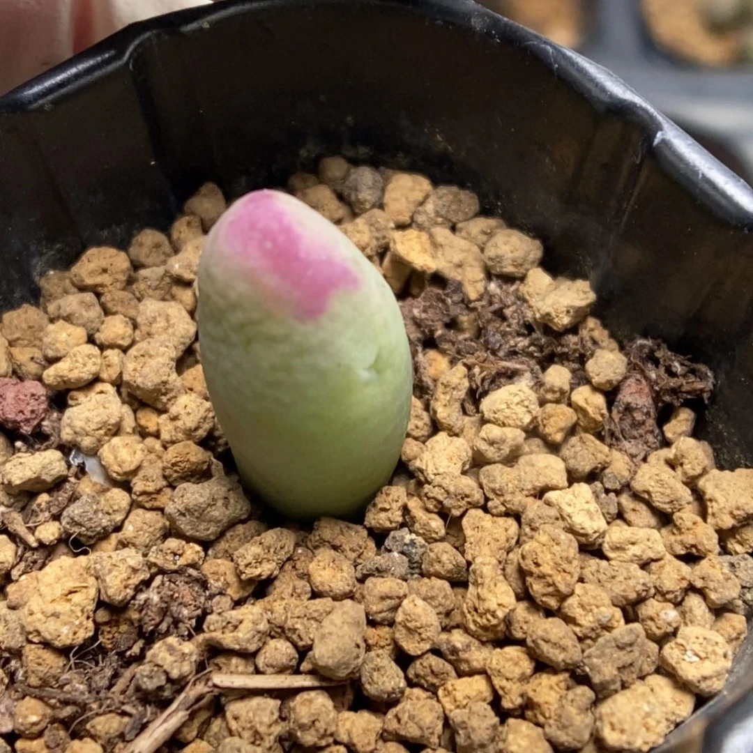 多肉植物肉锥杂交K-4886 将杂缀 福利