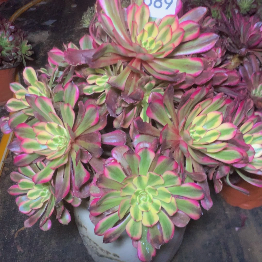 薇589月婵多肉植物