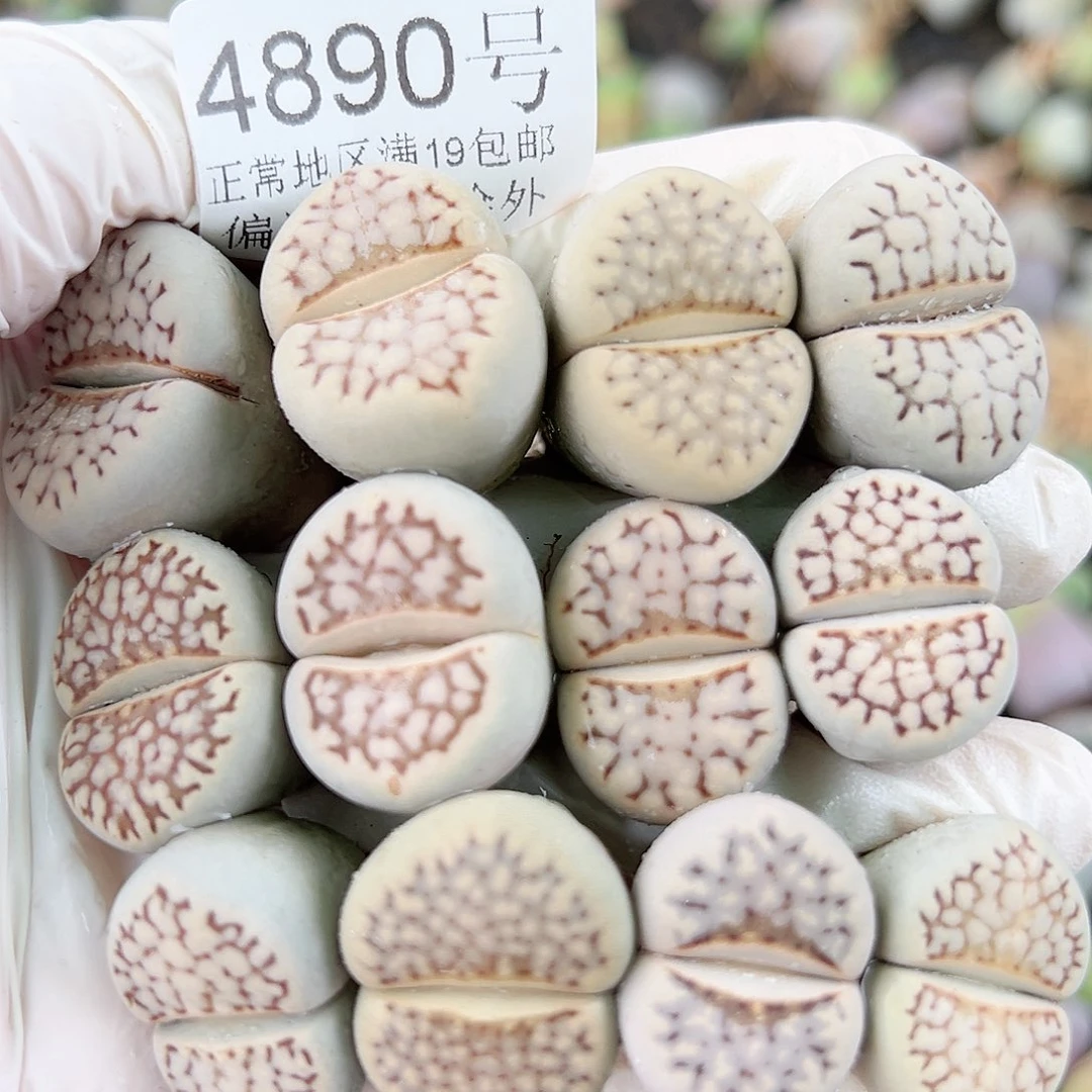 4890五年大理石12个2-2.5cm