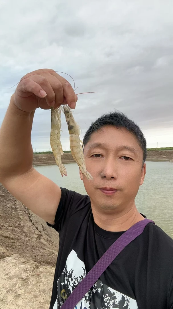 苏北射阳海水虾对虾