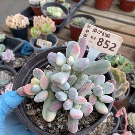 852一一一一一一一一一