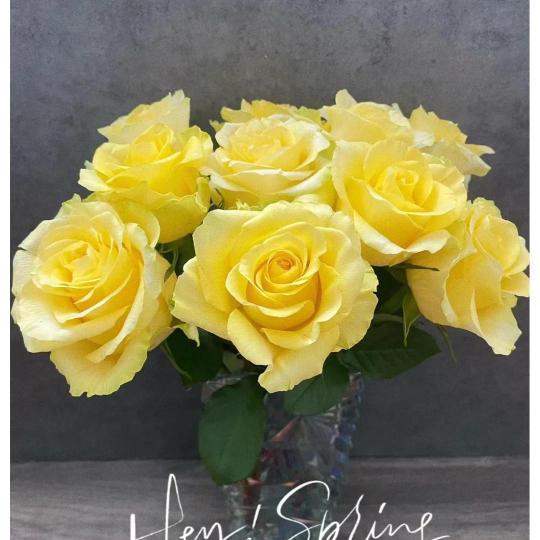 【之桃花卉】浪漫沙滩玫瑰 两单包邮 云南昆明发货