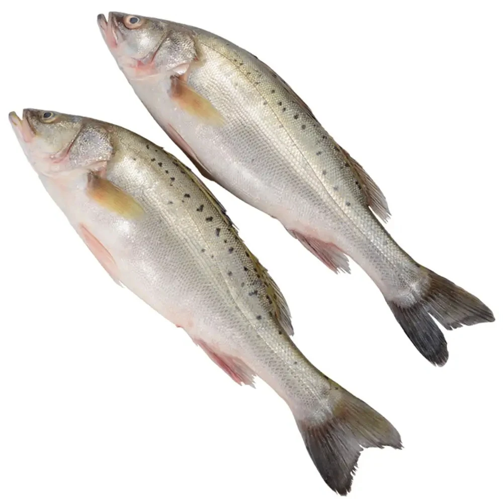 大连发货 野生海鲈鱼 （野生大小不均匀）