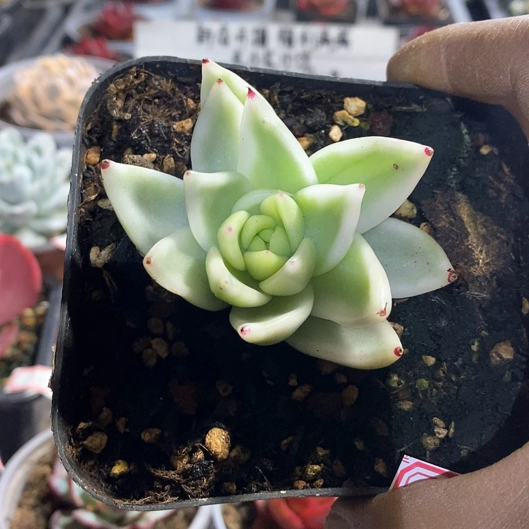 A837精美多肉雪白玛丽亚锦