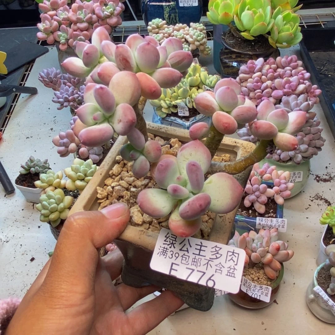 776苹果奶四代树8c m