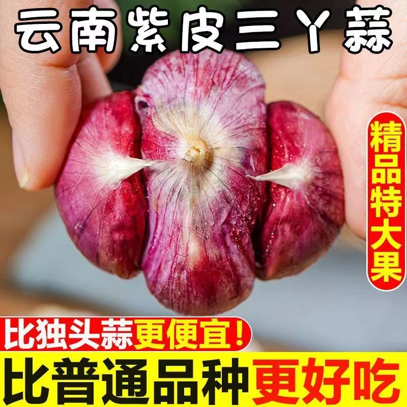 【新店半价】新鲜紫皮三丫蒜三瓣蒜紫皮独头元宝干蒜农家瓣蒜