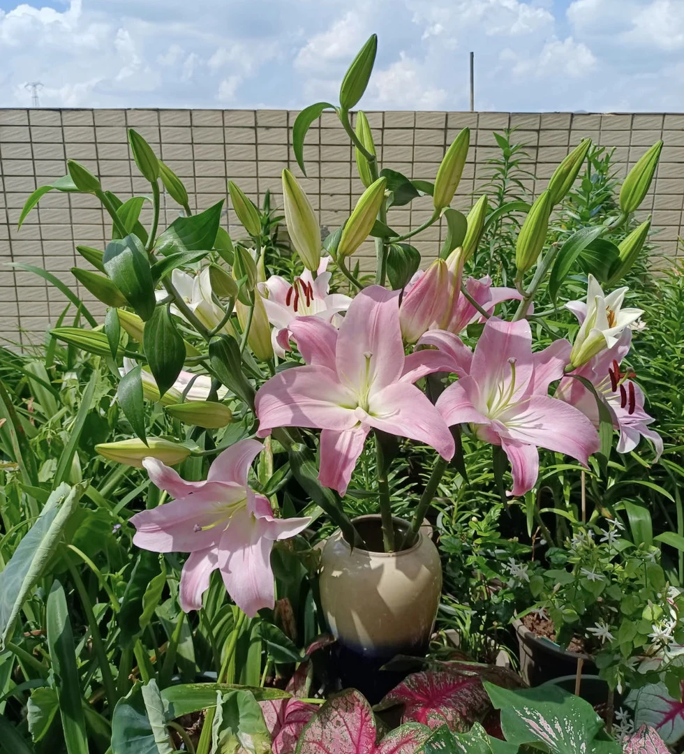【小阿阮】A级#星光树#粉色香水百合花苞多花期长鲜花装饰 顺丰直发