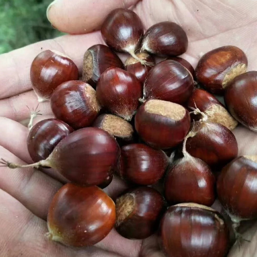 甘肃陇南野生新鲜现摘高山板栗颗颗饱满香甜粉糯包邮
