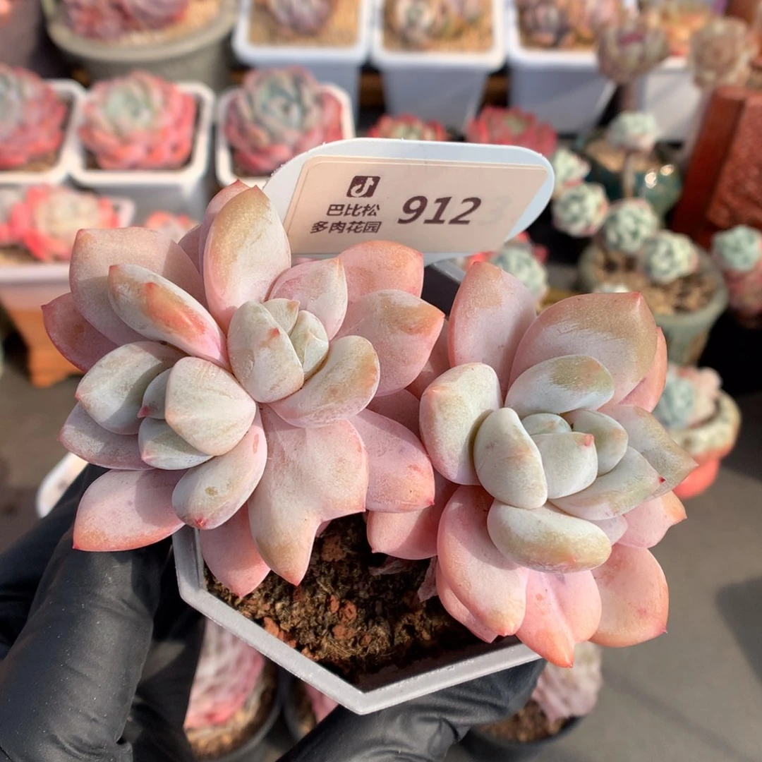 912 星星雪多肉多肉