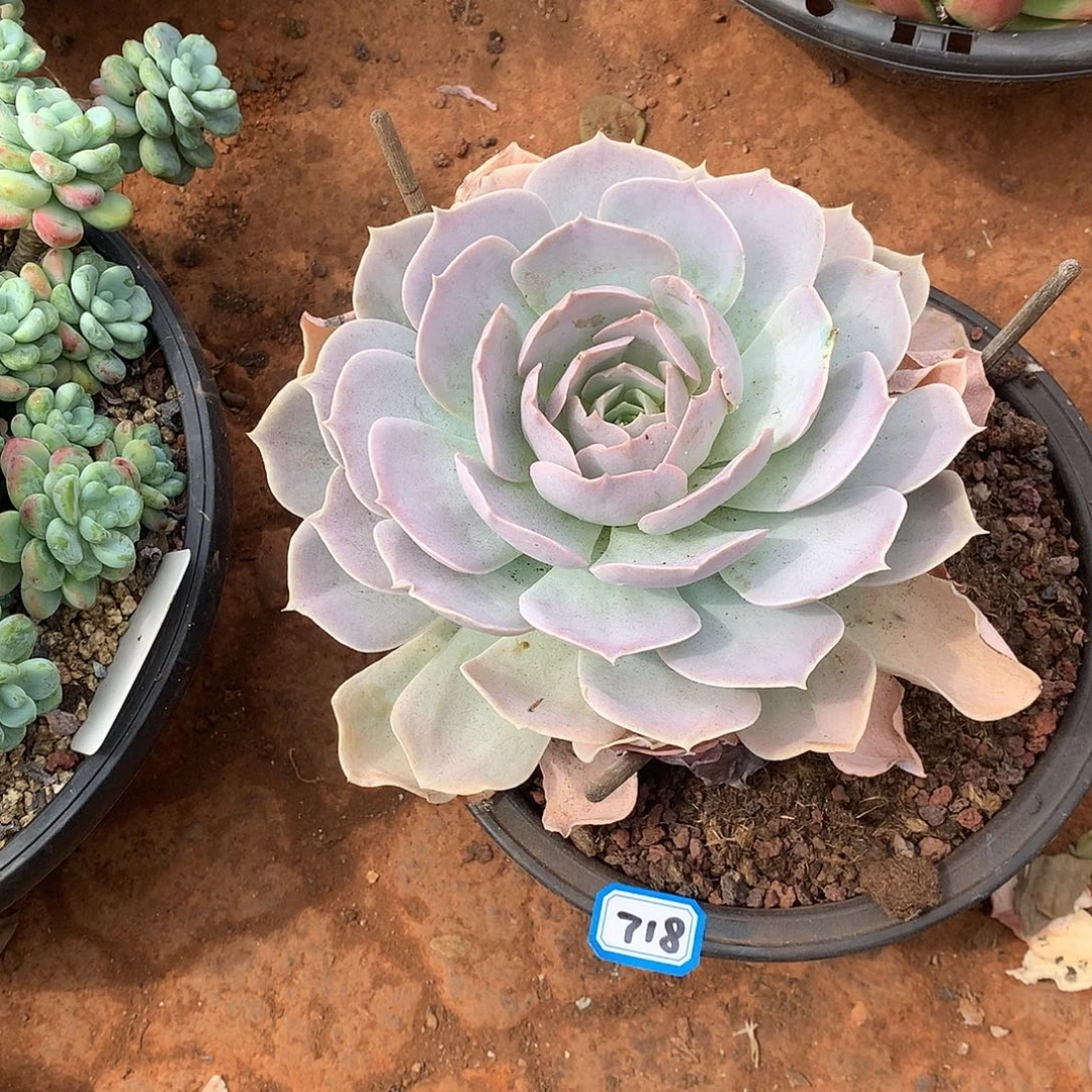 718圣卡 一物一拍多肉