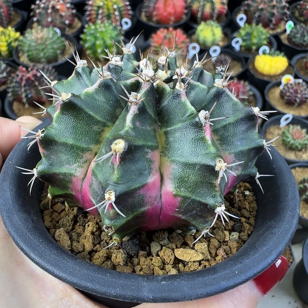 粉色臀锦，福利价直接拍