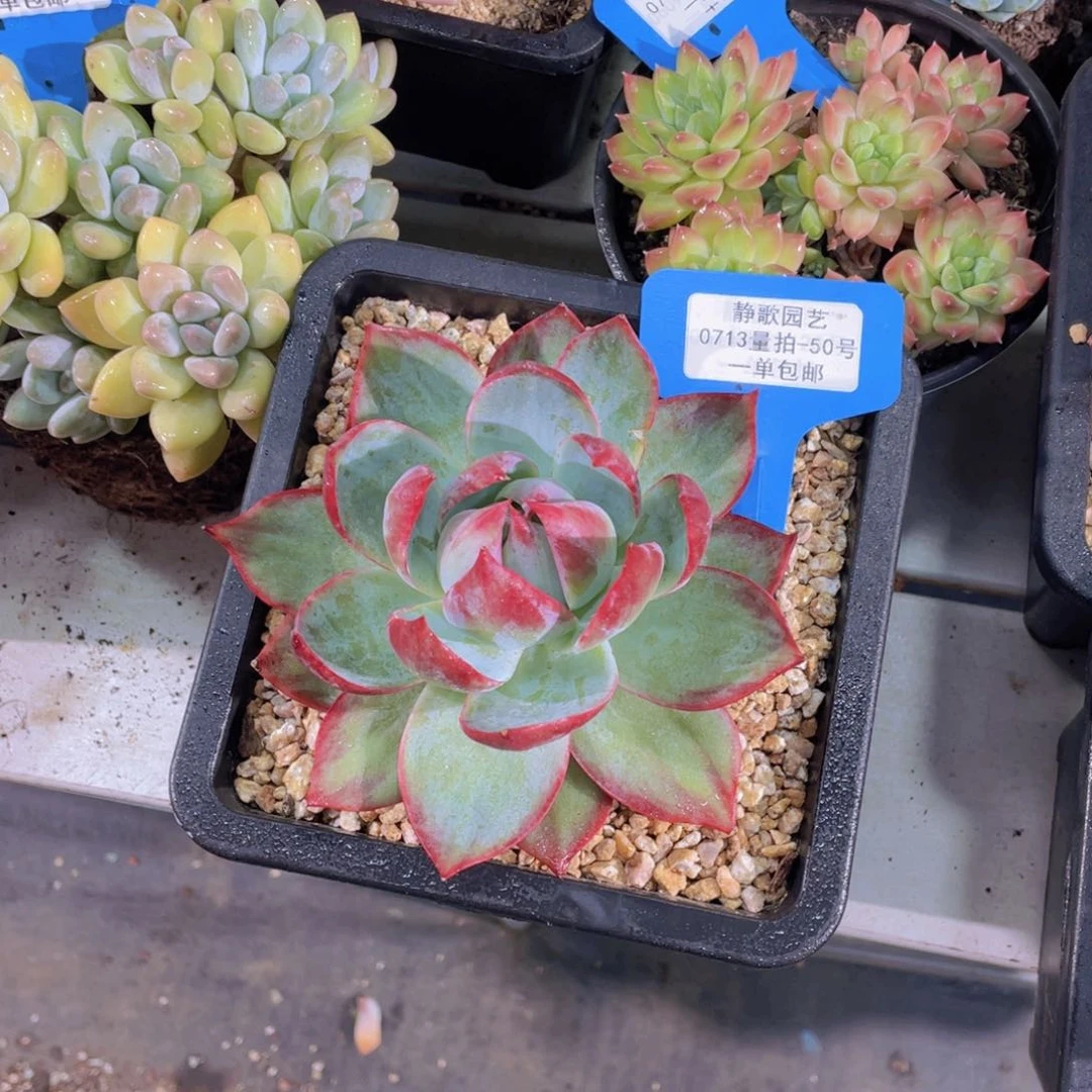 0713-50-宽叶惊鸿仙子福利一颗