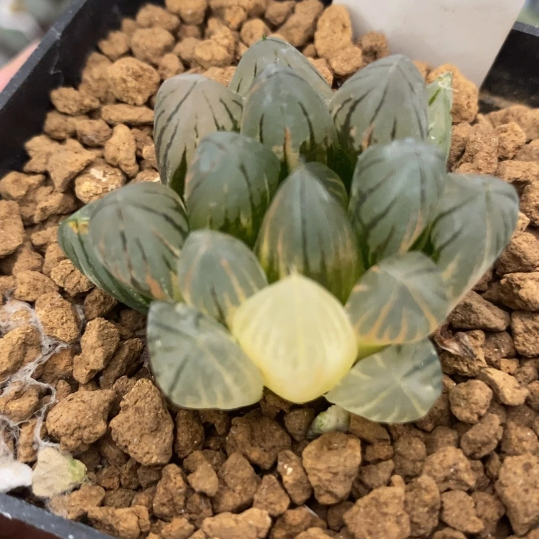 386霓虹灯玉露锦一物一拍