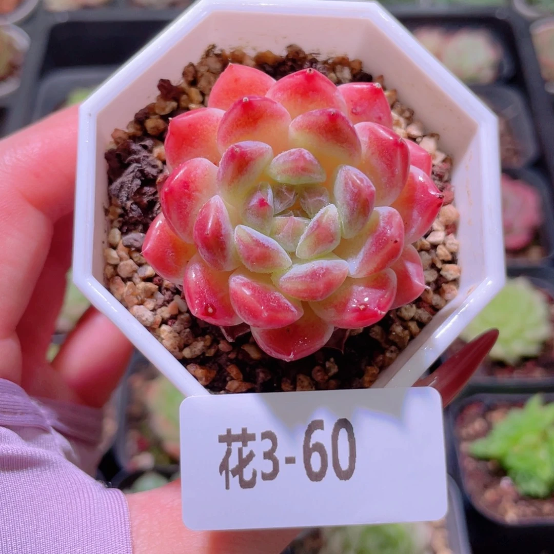 花利美3-60秘境冰魄