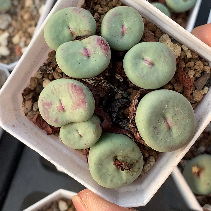 精品多肉植物精品多肉