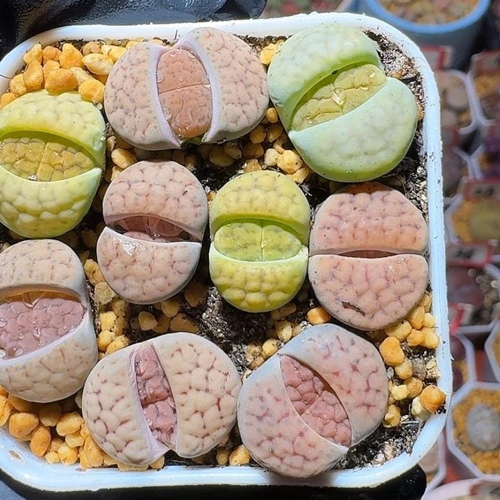 生石花3:：，星。 11号