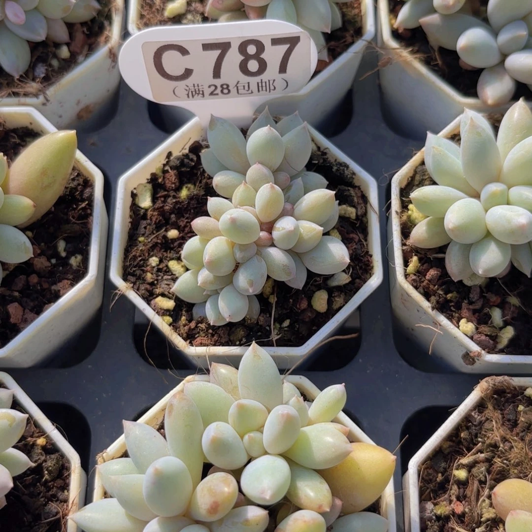 C787哥特萝莉一物一拍