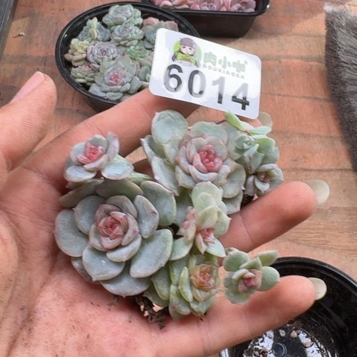 多肉植物多肉植物