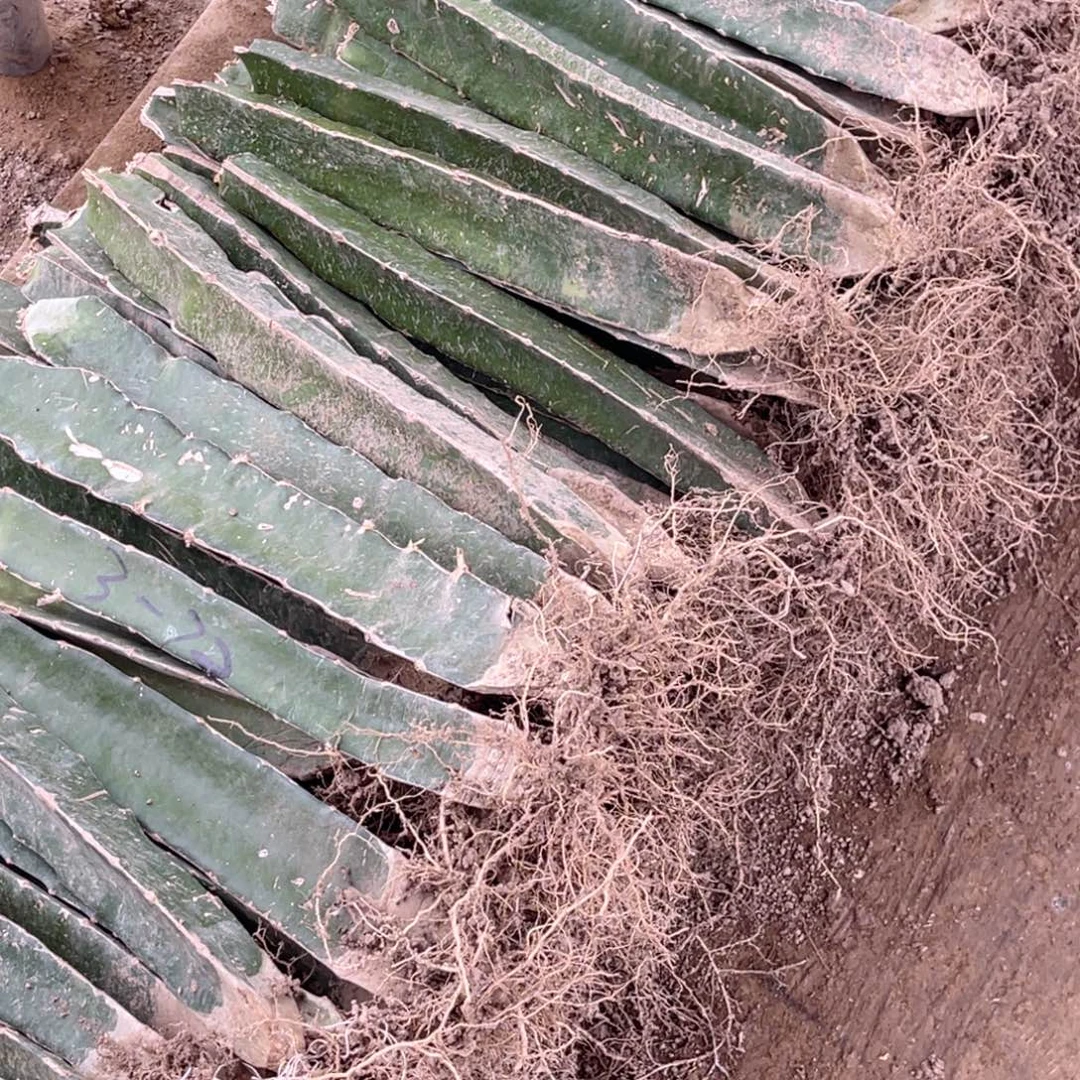 瑞***务火龙果柱子 高37公分带根