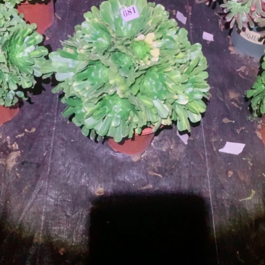 菲*多肉植物翡翠琉璃681