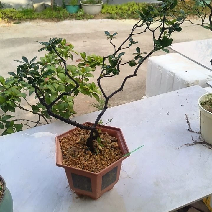 屠***7无花朵海  岛  春  花