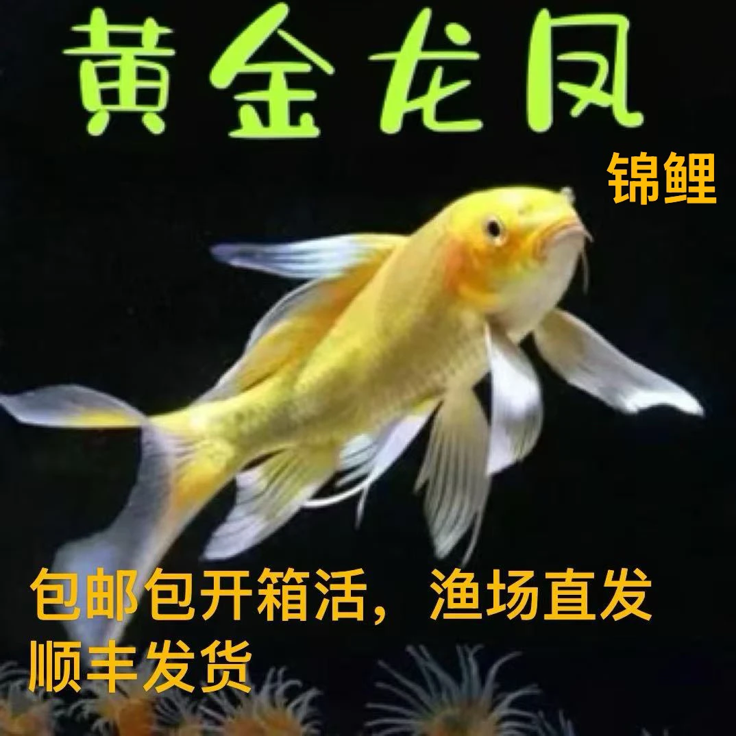 观赏鱼锦鲤10-20厘米黄金龙凤锦鲤长尾好养耐活冷水鱼【超萌好物】