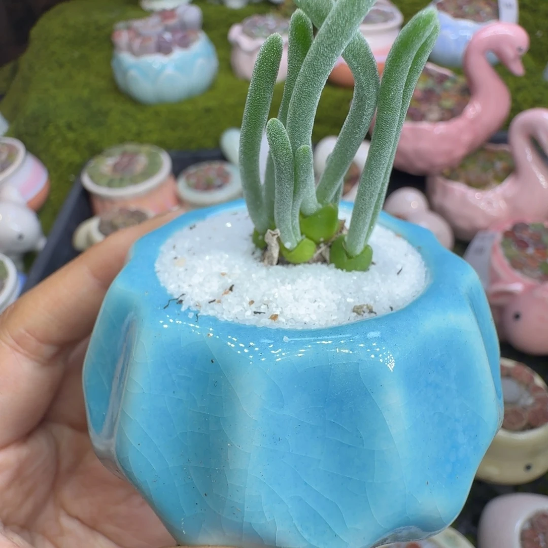 多肉植物开播福利冲729