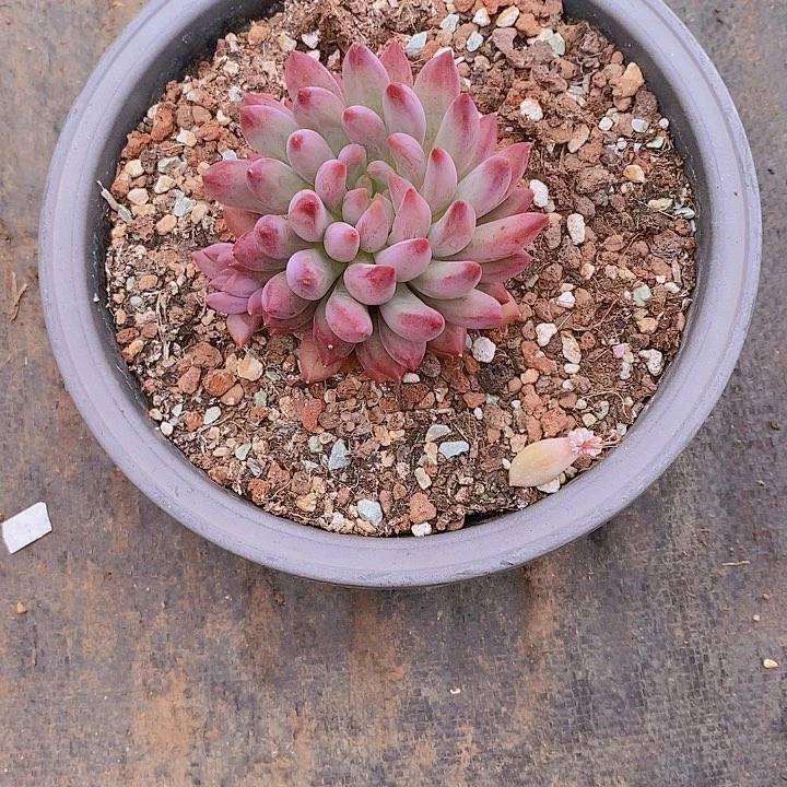 相****虞美人多肉植物老桩