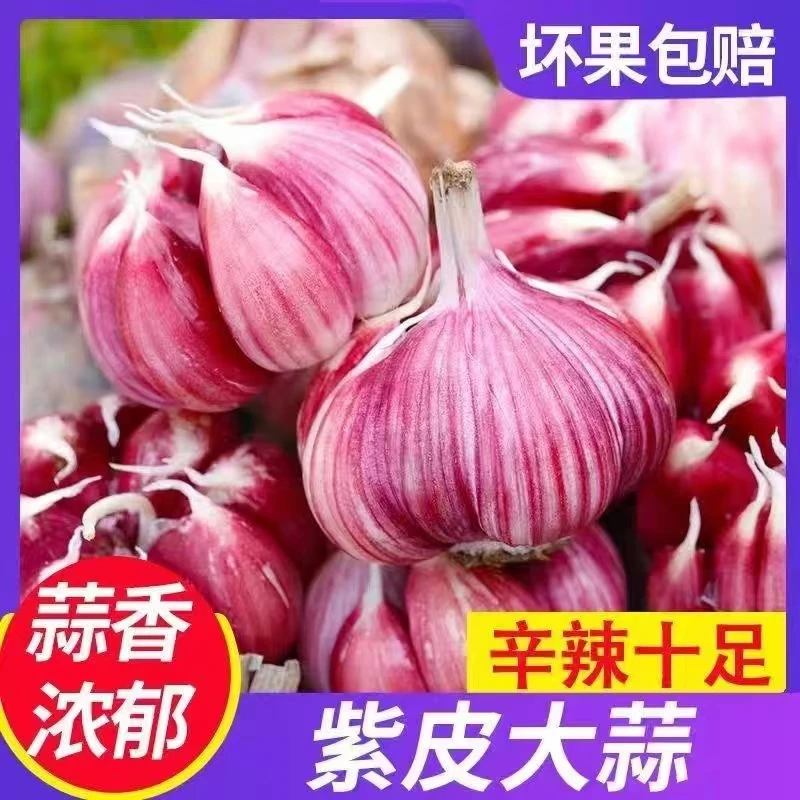 【助农特价】鲜蒜紫皮大蒜多瓣新鲜现挖大蒜头鲜蒜