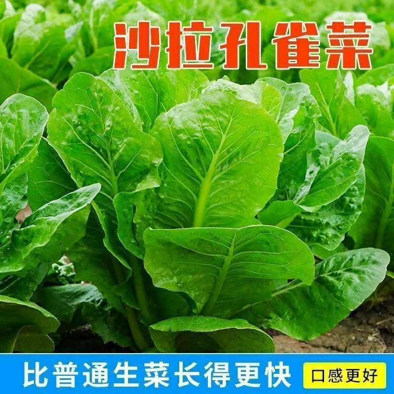 春季孔雀菜不生虫不打药生吃脆甜高营养直立生菜四季播生菜沙拉菜