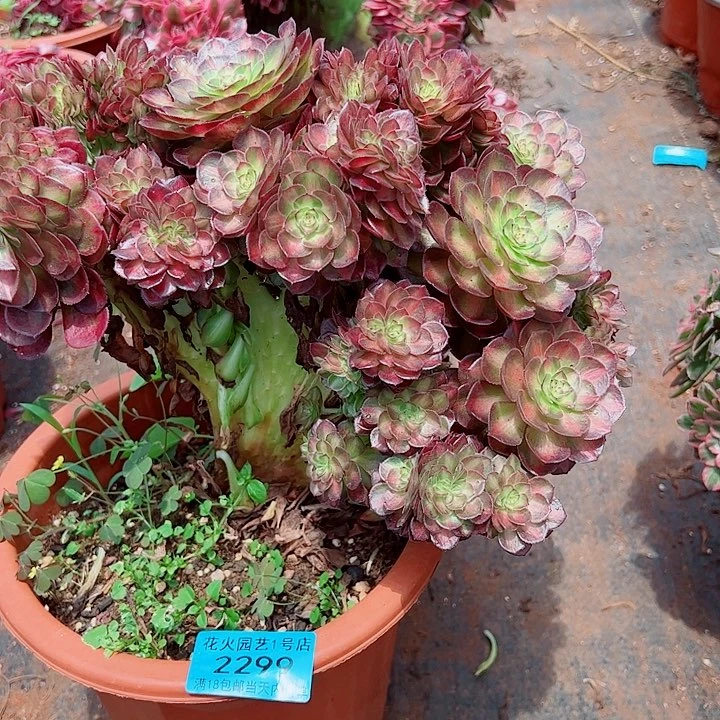 抹茶缀2299多肉植物