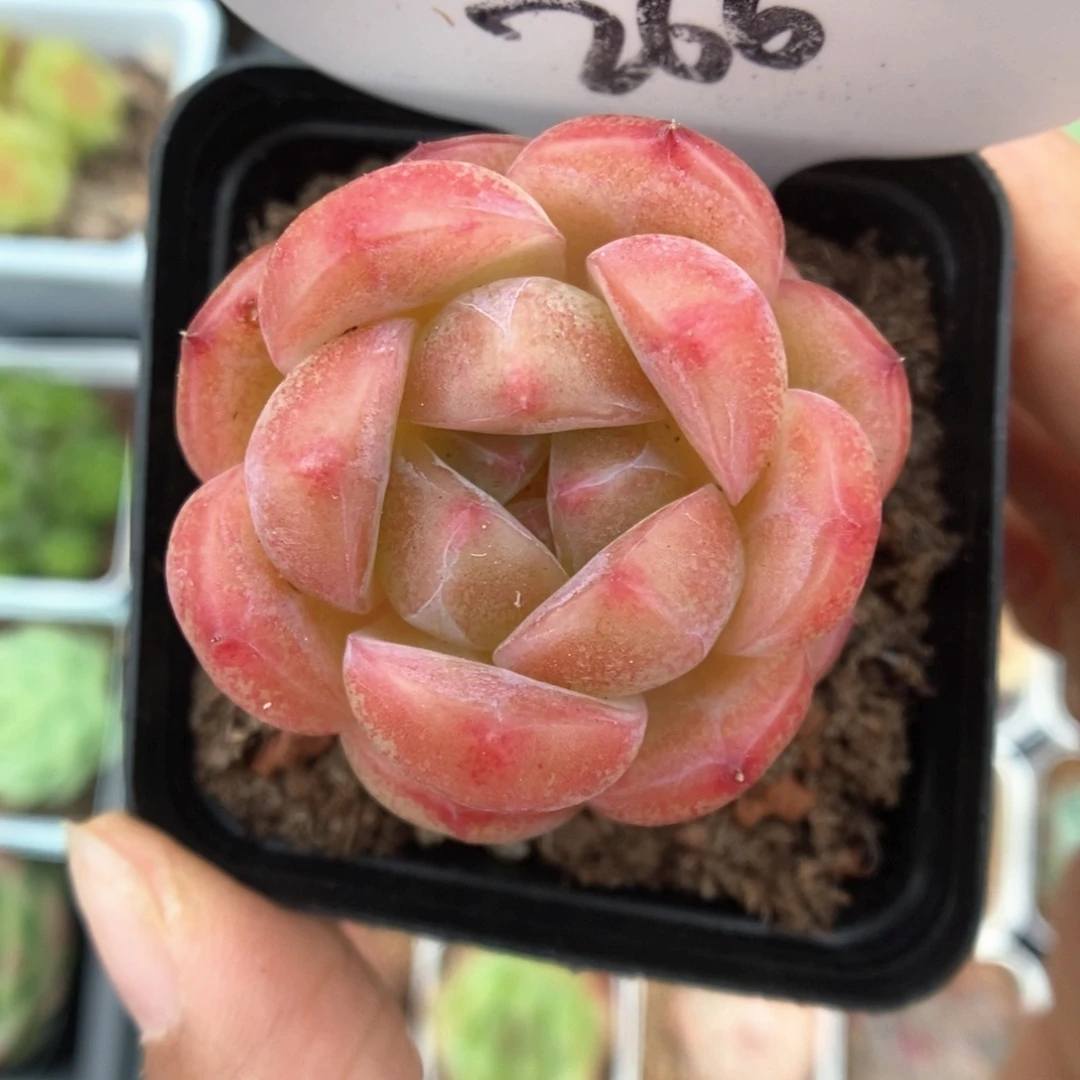 S***3白雪珍妮266号。