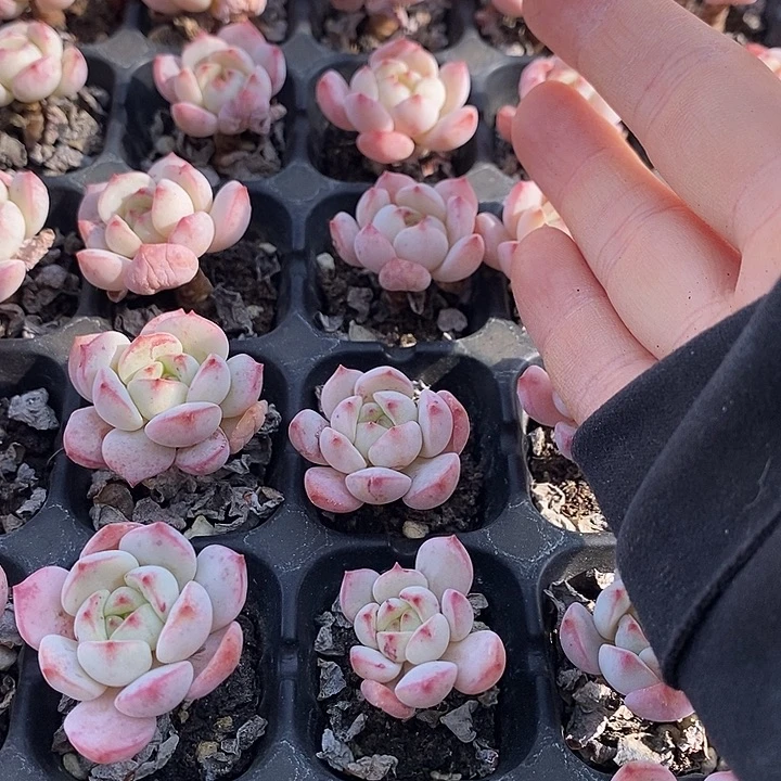 164 多肉植物盆栽花卉