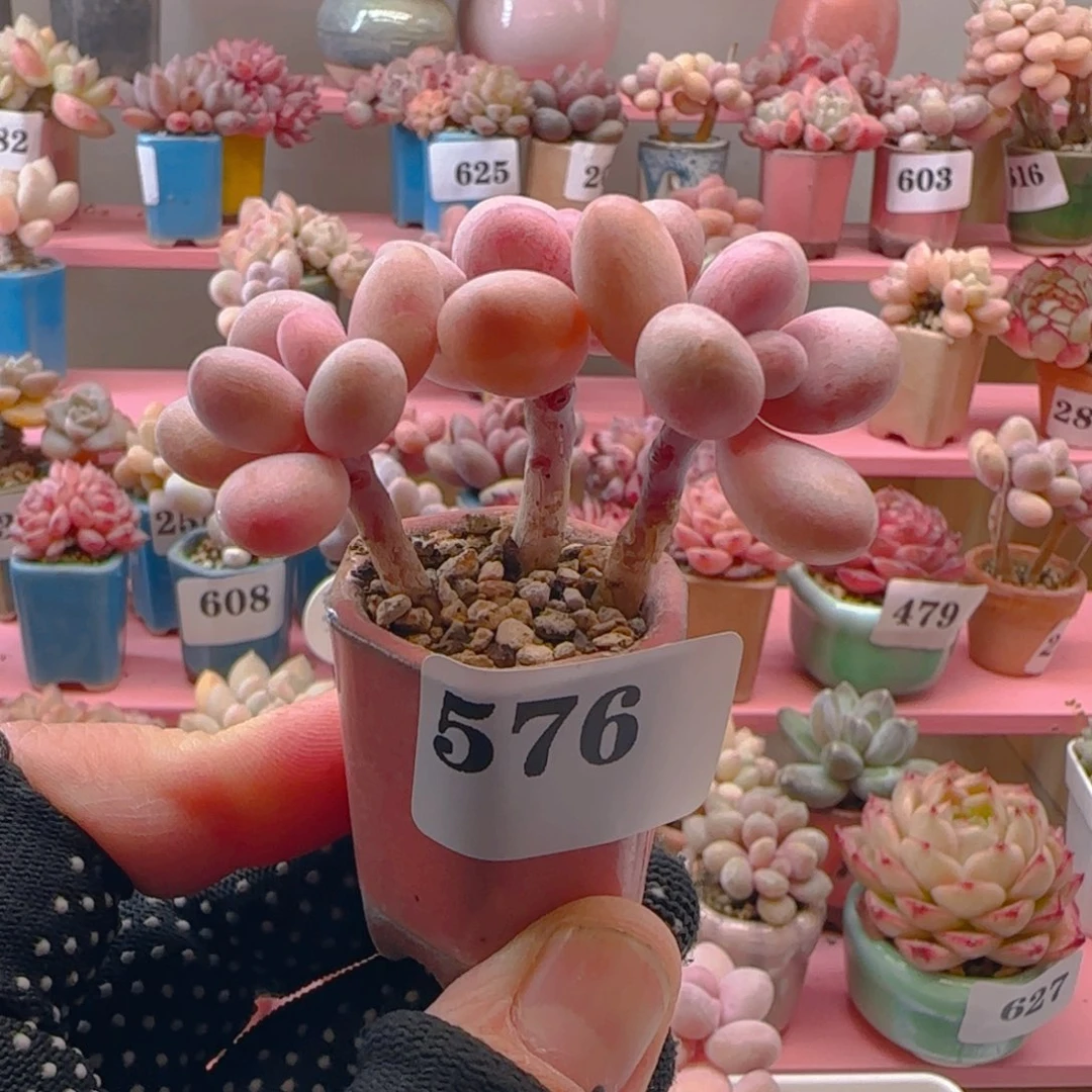 园*桃蛋576专拍专拍专拍