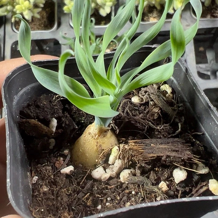 弹簧草精品多肉植物大战