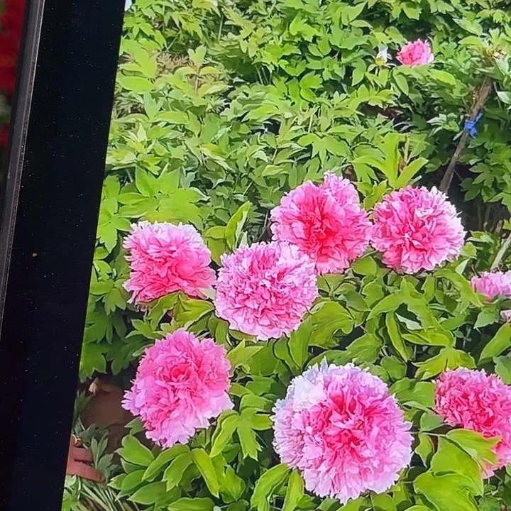 无花朵仙桃牡丹小苗