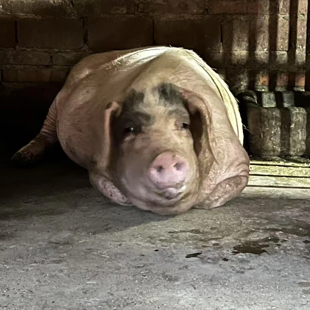 【现称链接】农村粮食土猪肉顺丰冷链包邮（直播间价格重量为准）