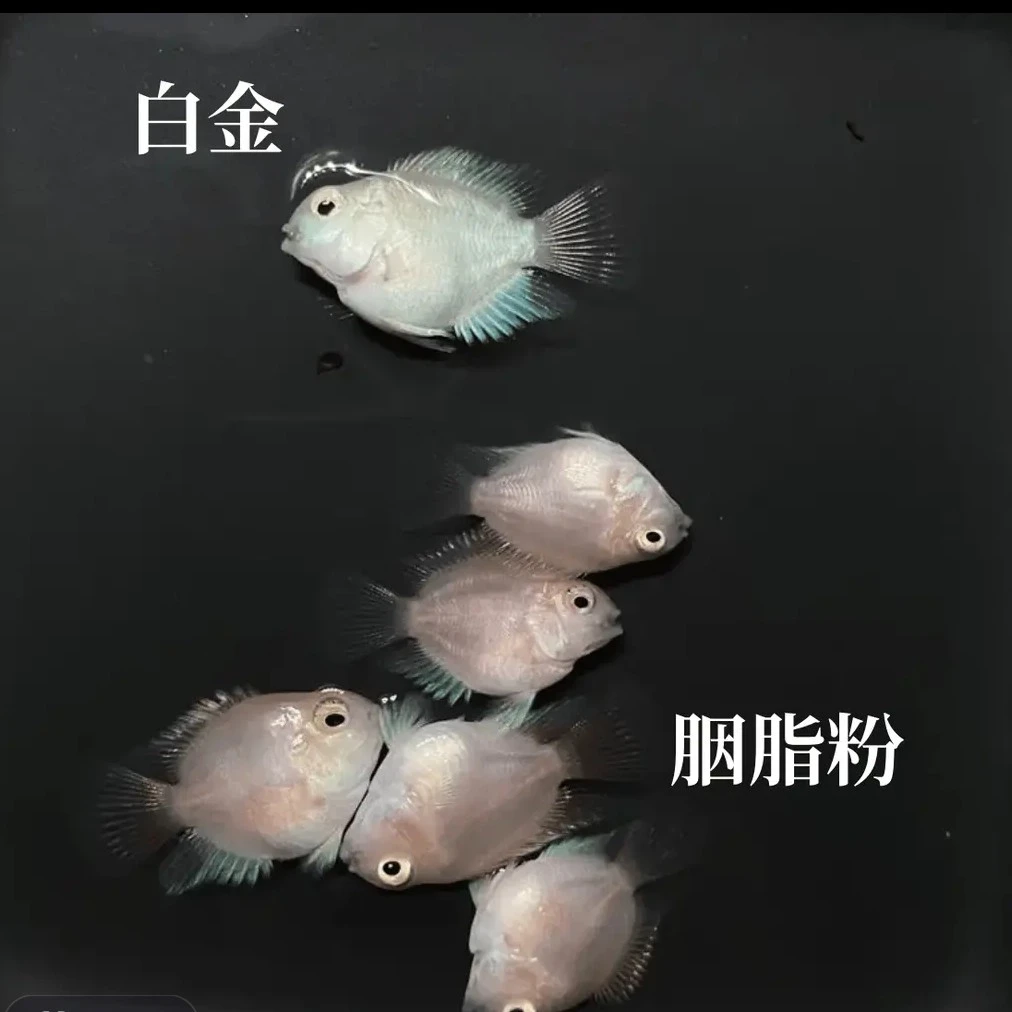 迷你鹦鹉鱼苗（胭脂粉）
