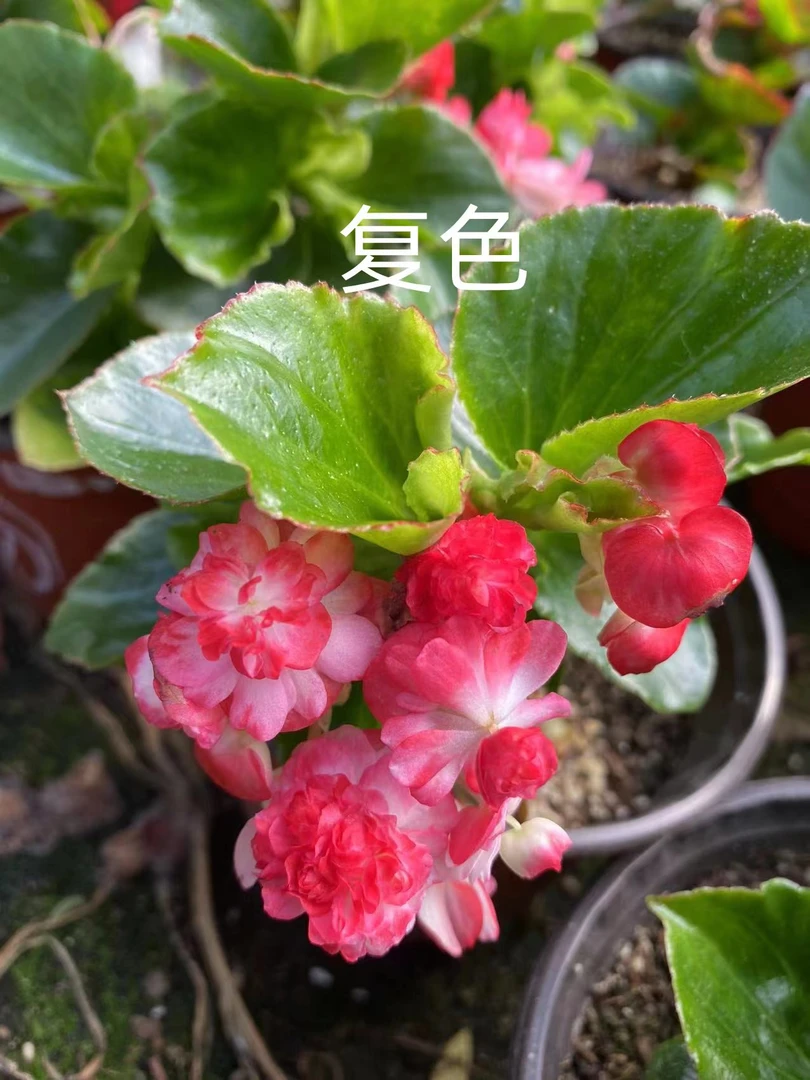 现货直播间天竺葵盆栽25-100